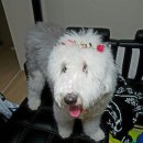 위드독스 이미지