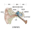 전정기관(Vestibule)부위귀질환귀코목질환 이미지