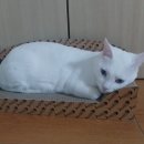 마니사샵
