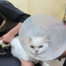 미용특공대 이미지