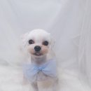 아루멍 그루밍 이미지