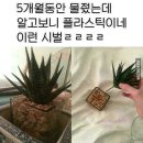 화초 - 달서구 | 화초