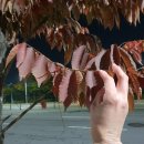 세교동 사거리 이미지