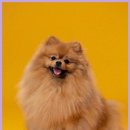 마음반려 동물의료원 이미지