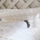 경남야생동물구조센터 이미지