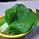 동백아나고 이미지