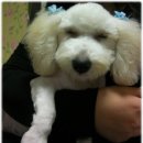 다온이미용학원 Daum카페