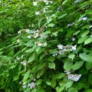 금원산자연휴양림 이미지