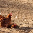 부실농장 | [청정자연에서키우는닭] “봄빛농장” 자연방사유정란으로 만난 건강한 달걀 후기💯