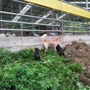 임실사슴농장 이미지