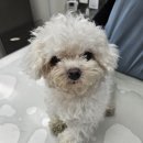 천호동물병원 이미지