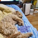 망토 두른 강아지 이미지