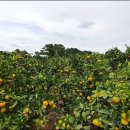 형우농장 이미지