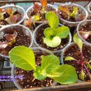 풍년농약식물병원 이미지