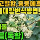 땅두릅(독활)―땅두릅 대량번식방법! 면역력 강화,고혈압,동맥경화,중풍,구완와사,비뇨기질환,류머티즘,피부병,간염,불면증,진정,근육통,요통 이미지