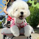 메가주 일산 방문 후기｜루비와 함께 다녀온 펫박람회🐶