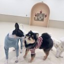 털로덮인친구들 애견유치원&애견호텔 수원시청역점 | 수원 애견유치원 털로덮인친구들 애견유치원 &amp; 애견호텔 수원시청역점에서 우리 댕댕이 케어 받아보세요.