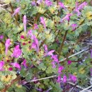 공수마을(산) 이미지