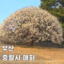 충렬사화장실 | 부산 뚜벅이 충렬사 만월매 매화 실시간 개화 상태 위치 포토존 가는법