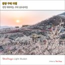 국내봄여행지 광양 매화축제 매화마을 구례 산수유마을 봄꽃축제 개화시기