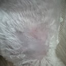 라퓨클레르 동물피부클리닉 | 앤크 탈모 일기 5 - 라퓨클레르 동물피부클리닉