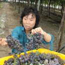 정수병(77), 곽순순(71)씨의 포도 하우스-`포도축제 생각해 출하도 미뤘는데···` 이미지