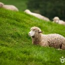 창대목장 이미지