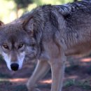 전주동물원 이미지