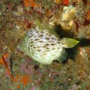 쥐치(Thread-sail filefish) 이미지