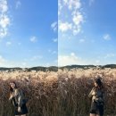 칠성복어 이미지