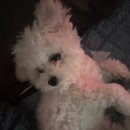 멍뭉이 쌀롱 이미지