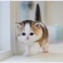 미유펫 강아지분양 고양이분양 전주점 | 전주고양이분양 미유펫 신중하게 알아봤어요