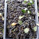 재분농장 이미지