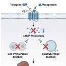 요산한의원 | 다낭신과 톨밥탄 부작용