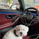 디나우스 이미지