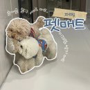 퍼핑 펫매트 언박싱, 강아지 미끄럼 걱정 줄여줄 복도매트 후기💛