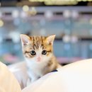 해피고양이분양 이미지