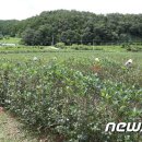 유상근농장 뉴스1