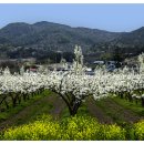 배꽃농장 이미지