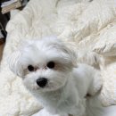 아름다울개 이미지