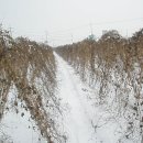 상단농장 이미지