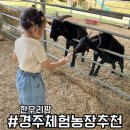 경주농장 | 경주 한우리팜 동물 먹이주기 피자 만들기 체험하고 온 후기