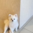 어도러블 멍이 | [구미 인동] 구미애견카페야외테라스 구미애견유치원 구미애견호텔 ☆어도러블멍이