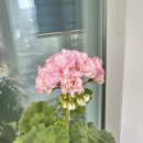 꽃길꽃사러가는길