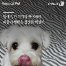 백설세탁소 이미지
