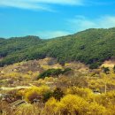 전남 구례 산수유 마을 축제 산수유 풍경 이미지