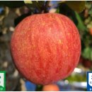 대형농장2호 이미지