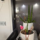 쁘띠팰리스(삼척점) 이미지
