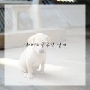 우리개 우리냥이 이미지