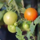 상월초등학교 이미지